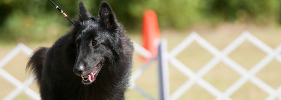 Belgian Sheepdog
