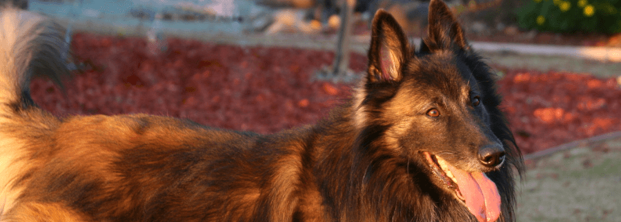 Belgian Tervuren dog