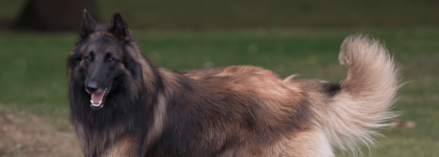 Belgian Tervuren dog