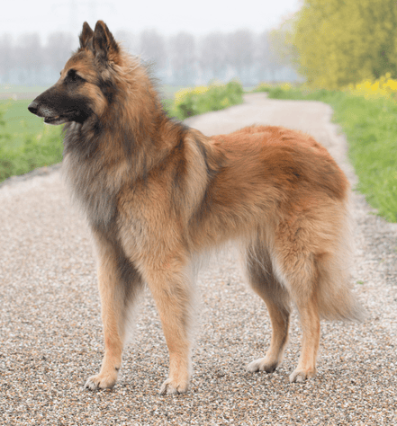 Belgian Tervuren dog Personality