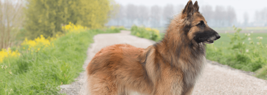 Belgian Tervuren dog