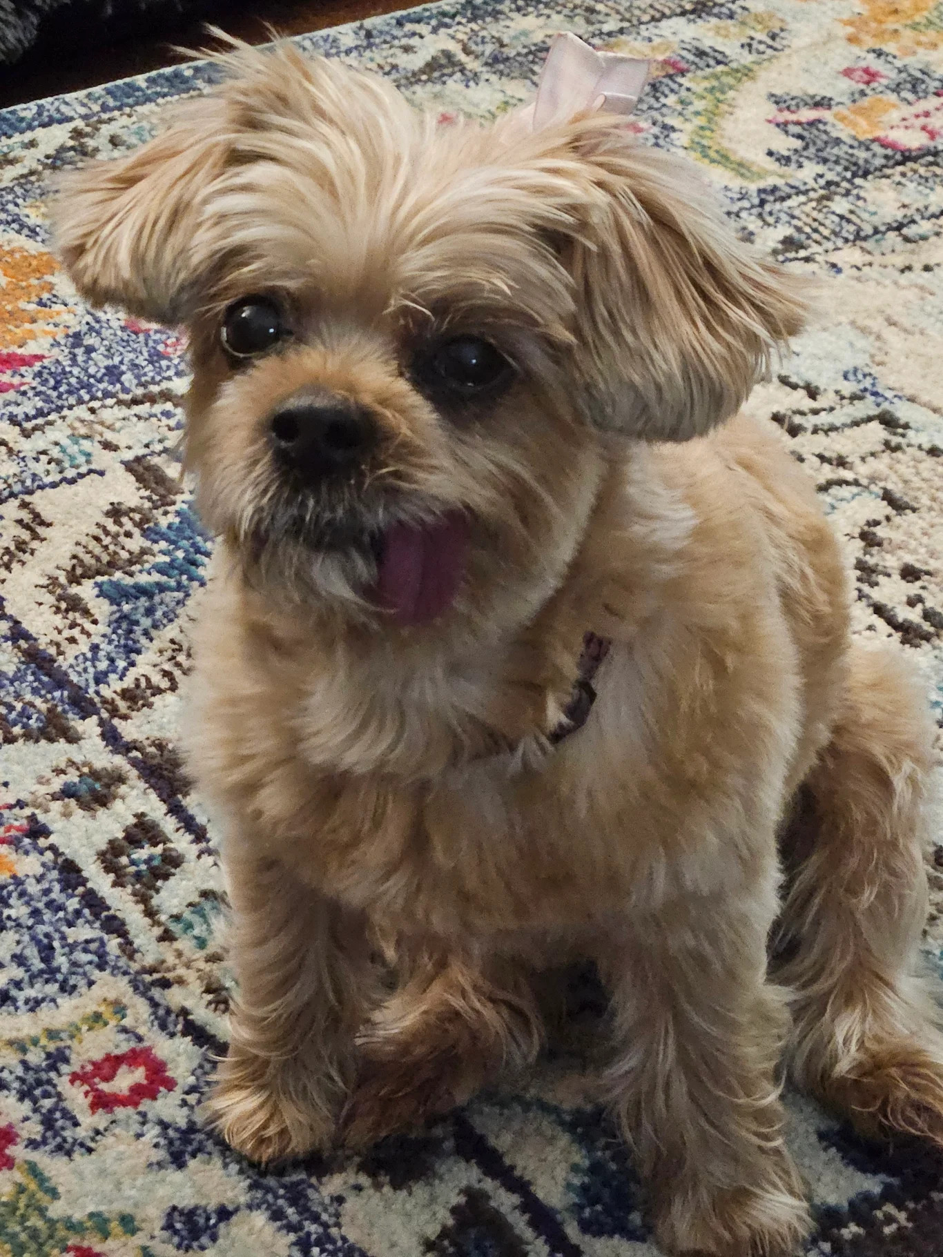 Bella’s Heart of Gold