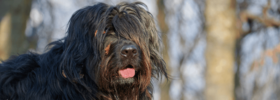 Bergamasco Dog
