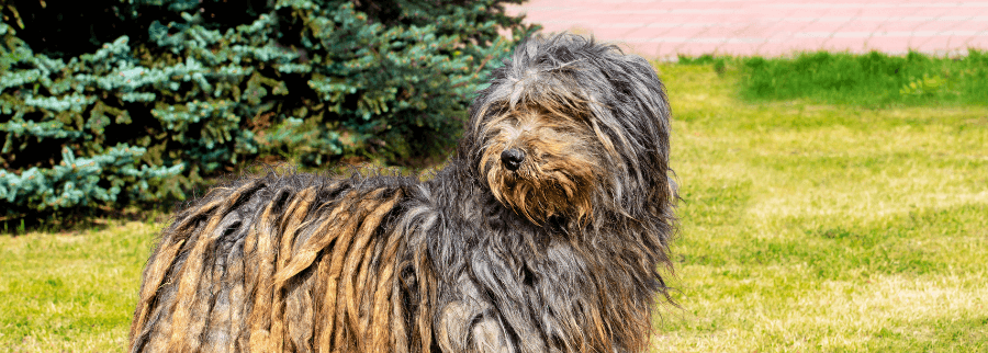 Bergamasco Dog