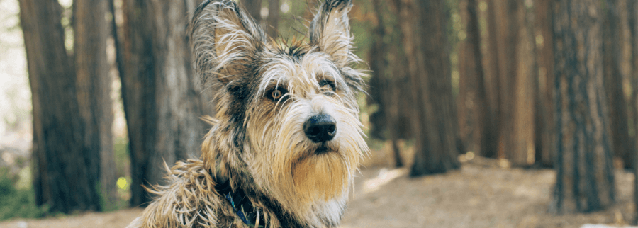 Berger Picard Dog