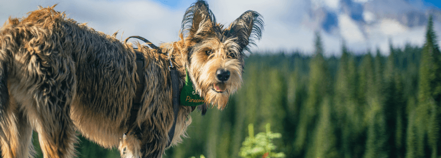 Berger Picard Dog