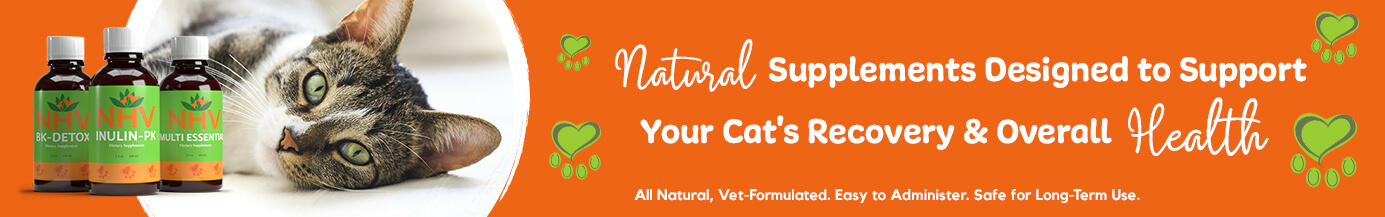 Natural Supplements Designed To Support Your Cat's Recovery & Overall Health