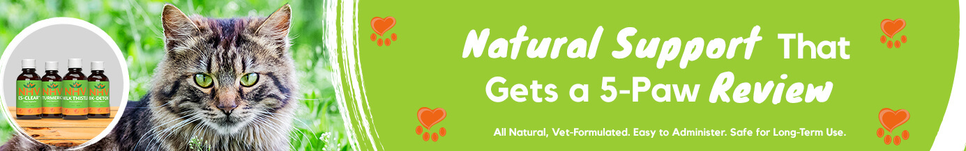 Natural Supplements Designed To Support Your Cat's Recovery & Overall Health