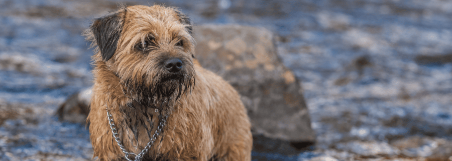 Border Terrier