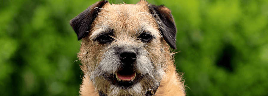 Border Terrier