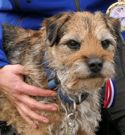 Border Terrier