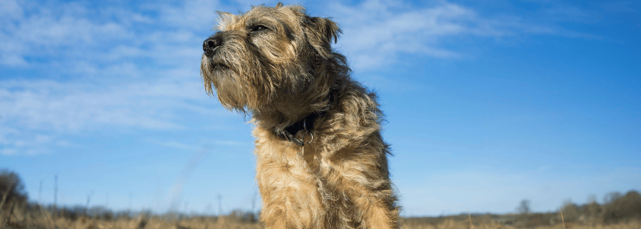 Border Terrier