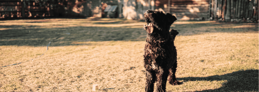 Bouvier des Flandres