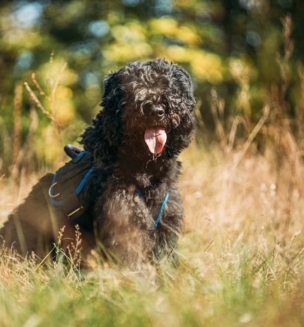 Bouvier des Flandres