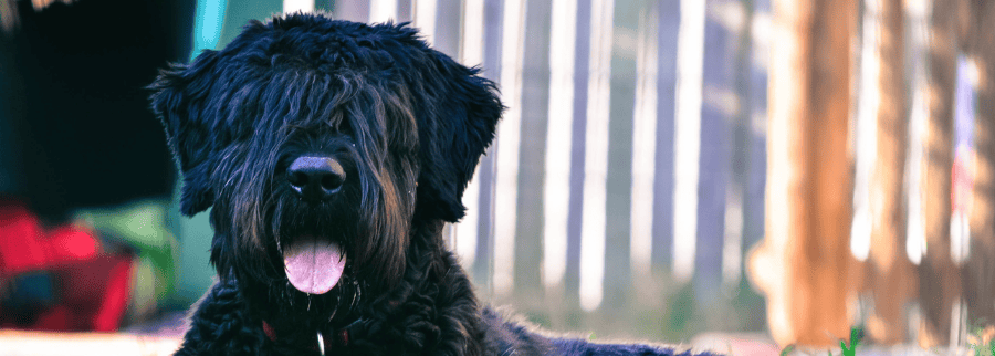 Bouvier des Flandres