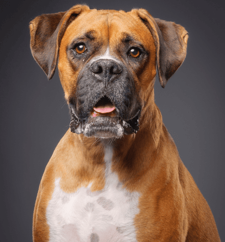 Boxer Dog Breed