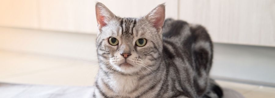 Brazilian Shorthair Cat
