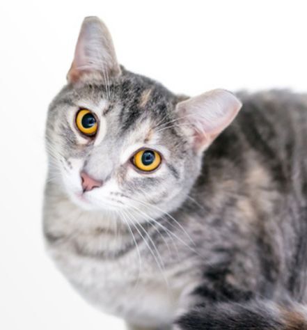 Brazilian Shorthair Cat