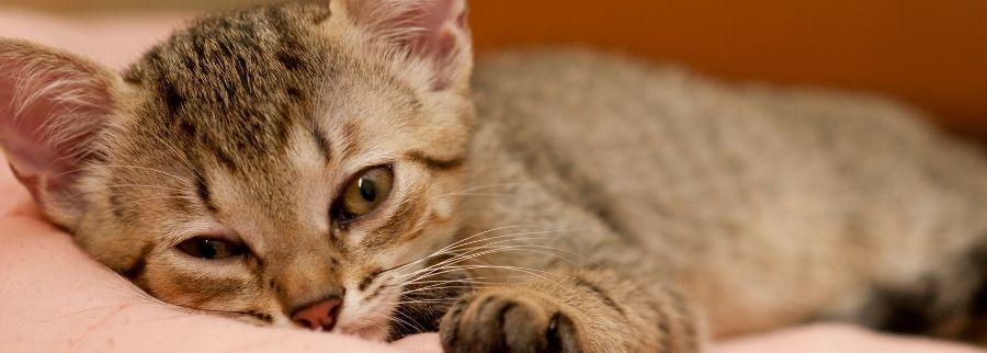 Brazilian Shorthair Cat