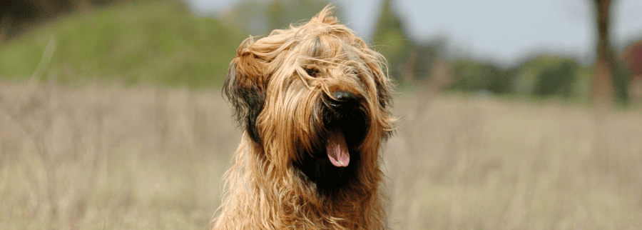 Briard Dog Breed