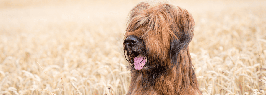 Briard Dog Breed