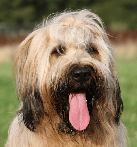 Briard Dog Breed
