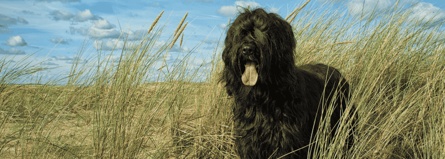 Briard Dog Breed