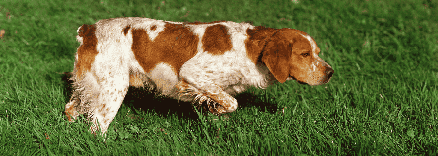 Brittany Spaniel Dog Breed