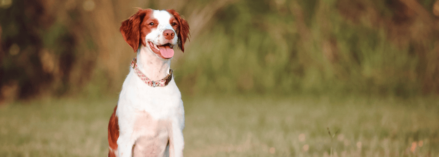 Brittany Spaniel