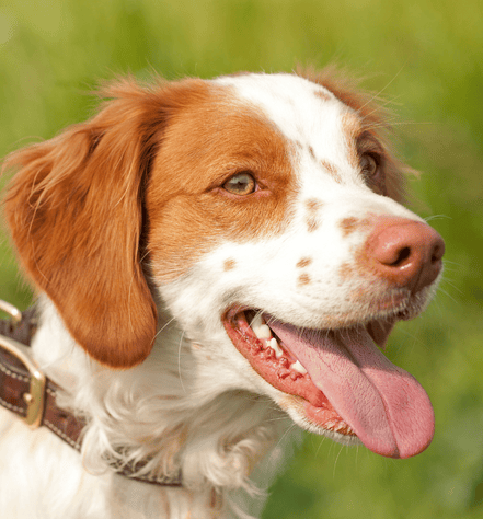 Brittany Spaniel Dog Breed