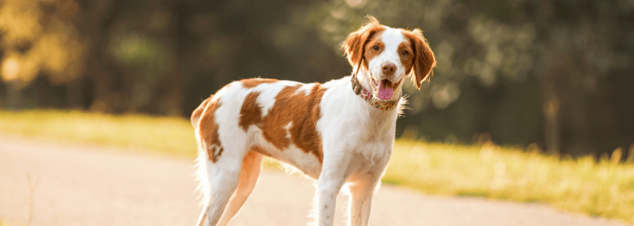 Brittany Spaniel Dog Breed