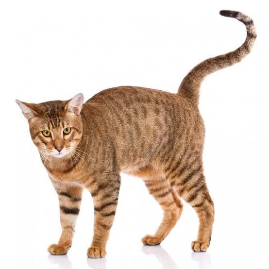 Brown Serengeti Cat