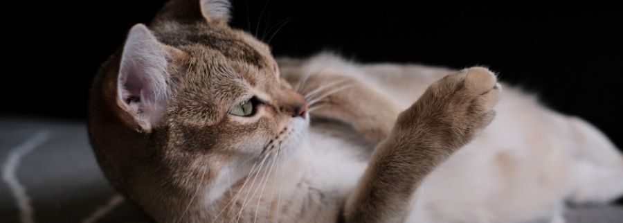 Burmilla Cat