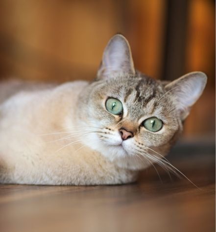 Burmilla Cat