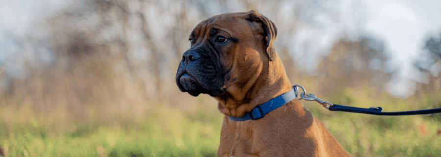 Bullmastiff Dog