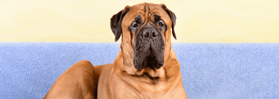 Bullmastiff
