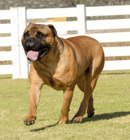 Bullmastiff Personality