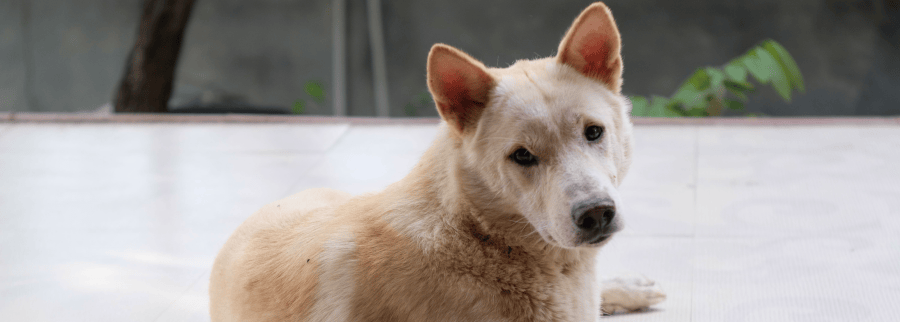 Canaan Dog