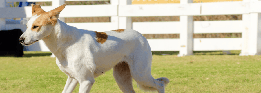 Canaan Dog
