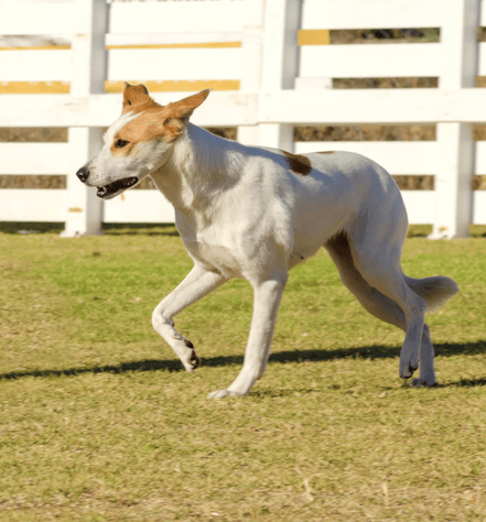 Canaan Dog Personality