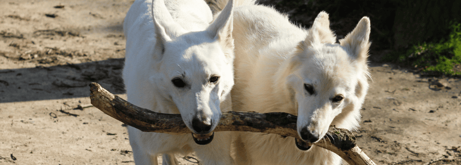 Canaan Dog