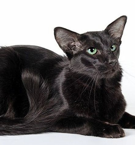 Oriental Longhair