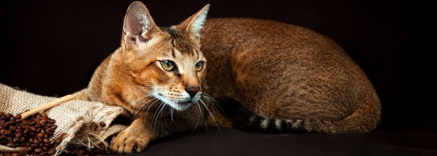 Chausie Cat