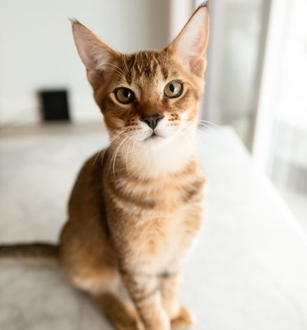 Chausie Cat