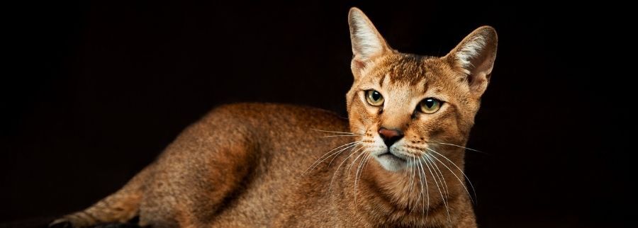 Chausie Cat