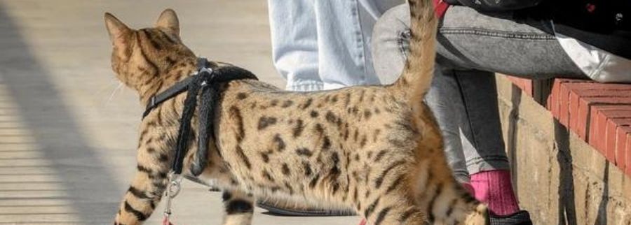 Cheetoh Cat