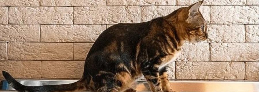 Cheetoh Cat