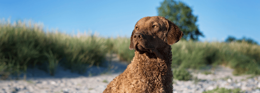 Chesapeake Bay Retriever