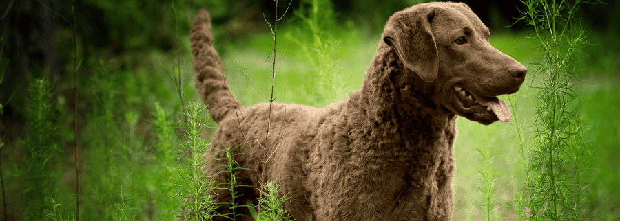 Chesapeake Bay Retriever