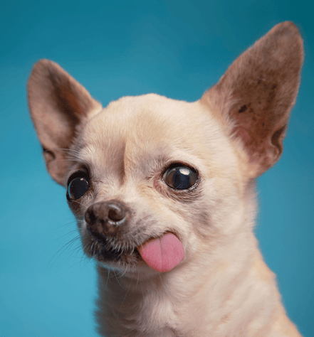 Chihuahuas Dog Personality